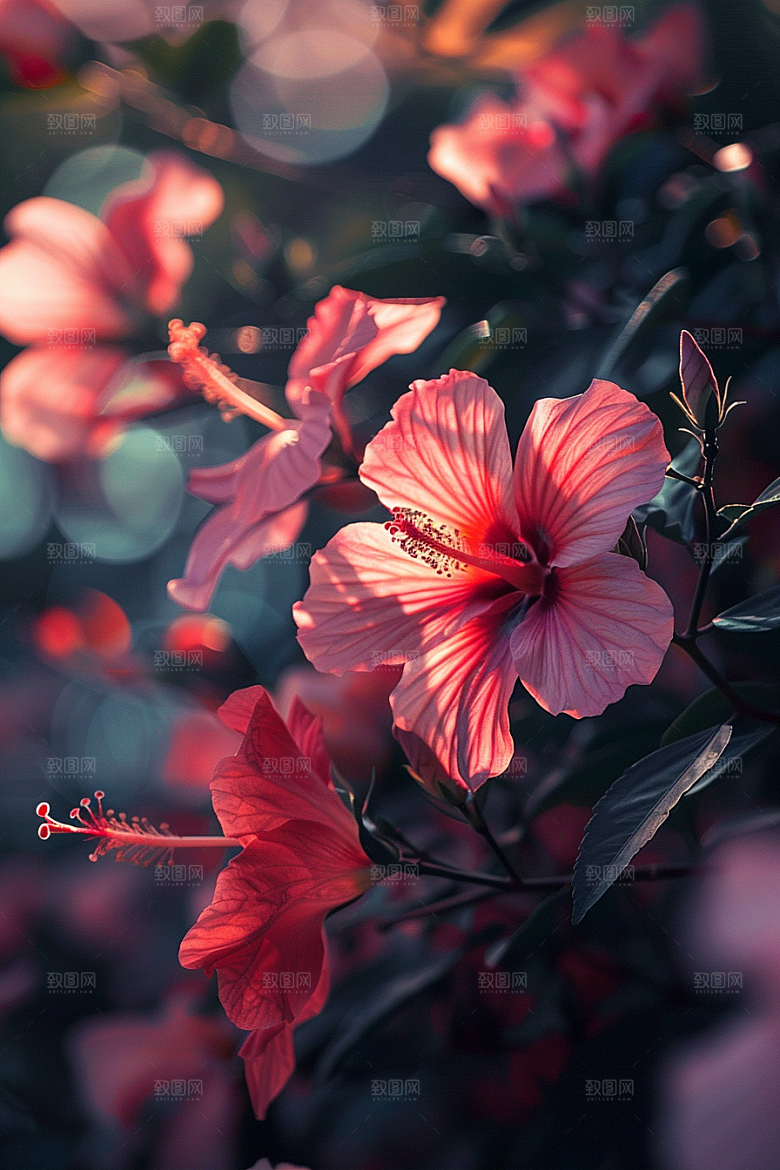 木槿花花朵植物摄影图