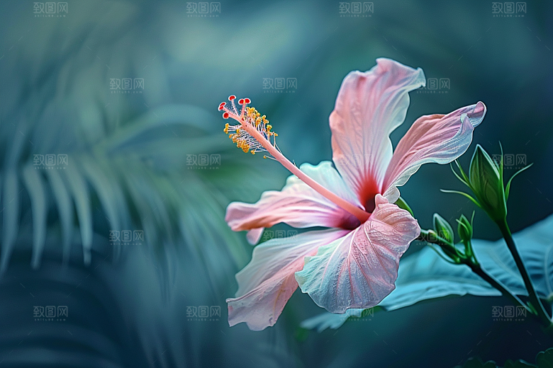 木槿花高清木棉摄影图