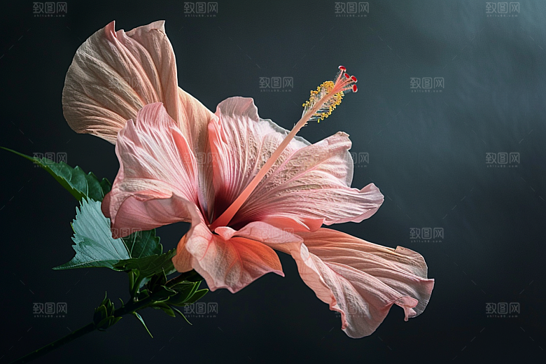 木槿花花卉高清摄影图
