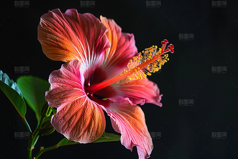 木槿花高清夏季摄影图