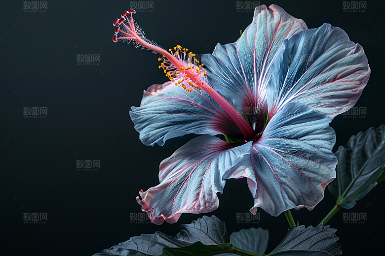 木槿花花朵花卉摄影图