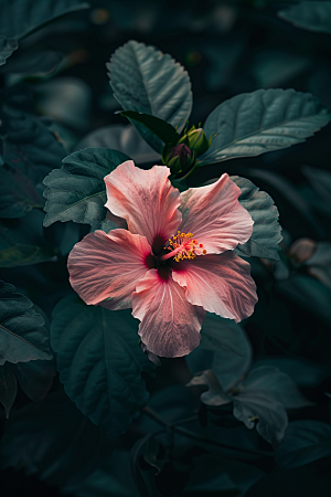 木槿花夏季清新摄影图