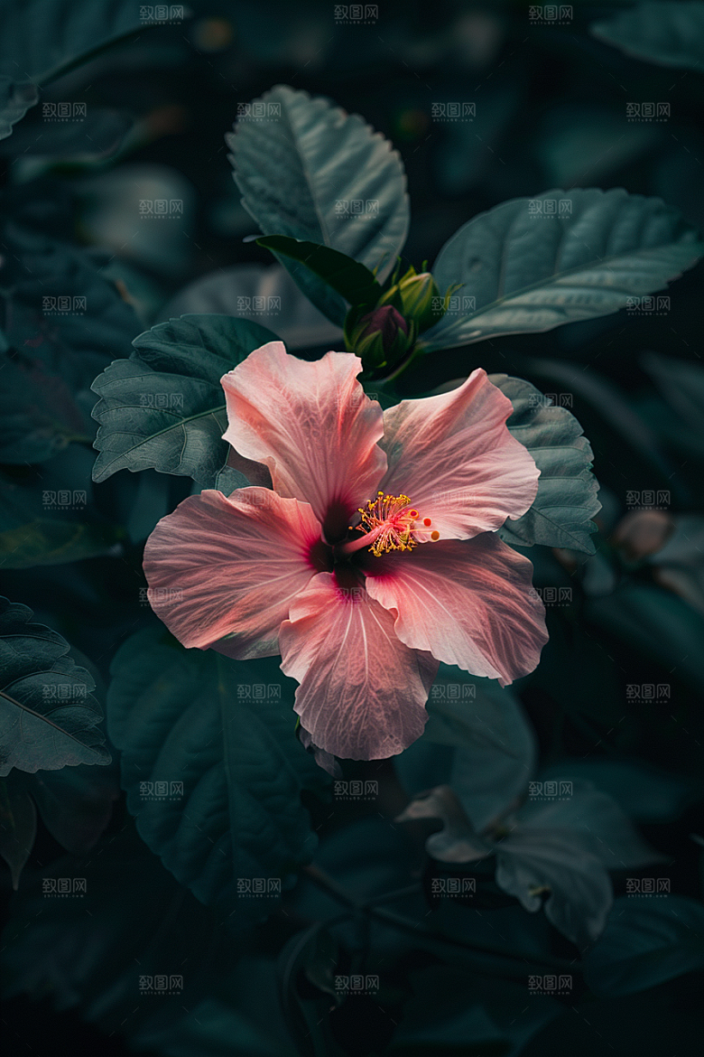 木槿花夏季清新摄影图