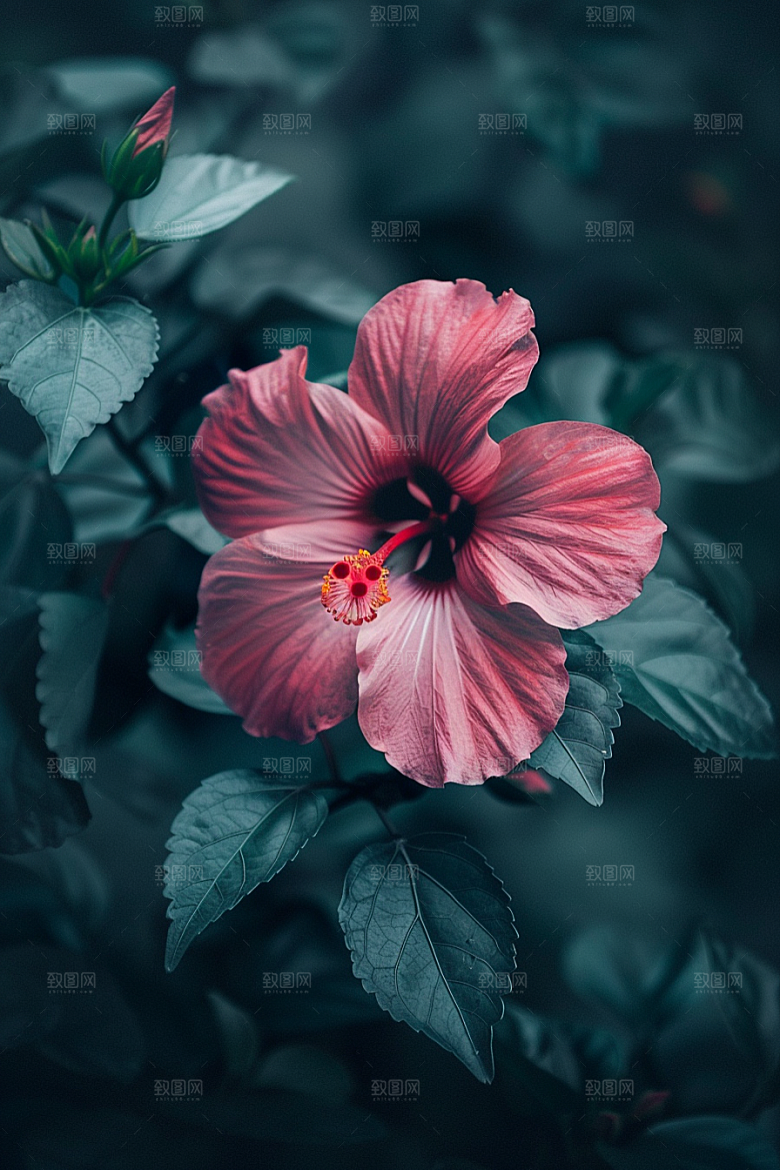 木槿花植物彩色摄影图