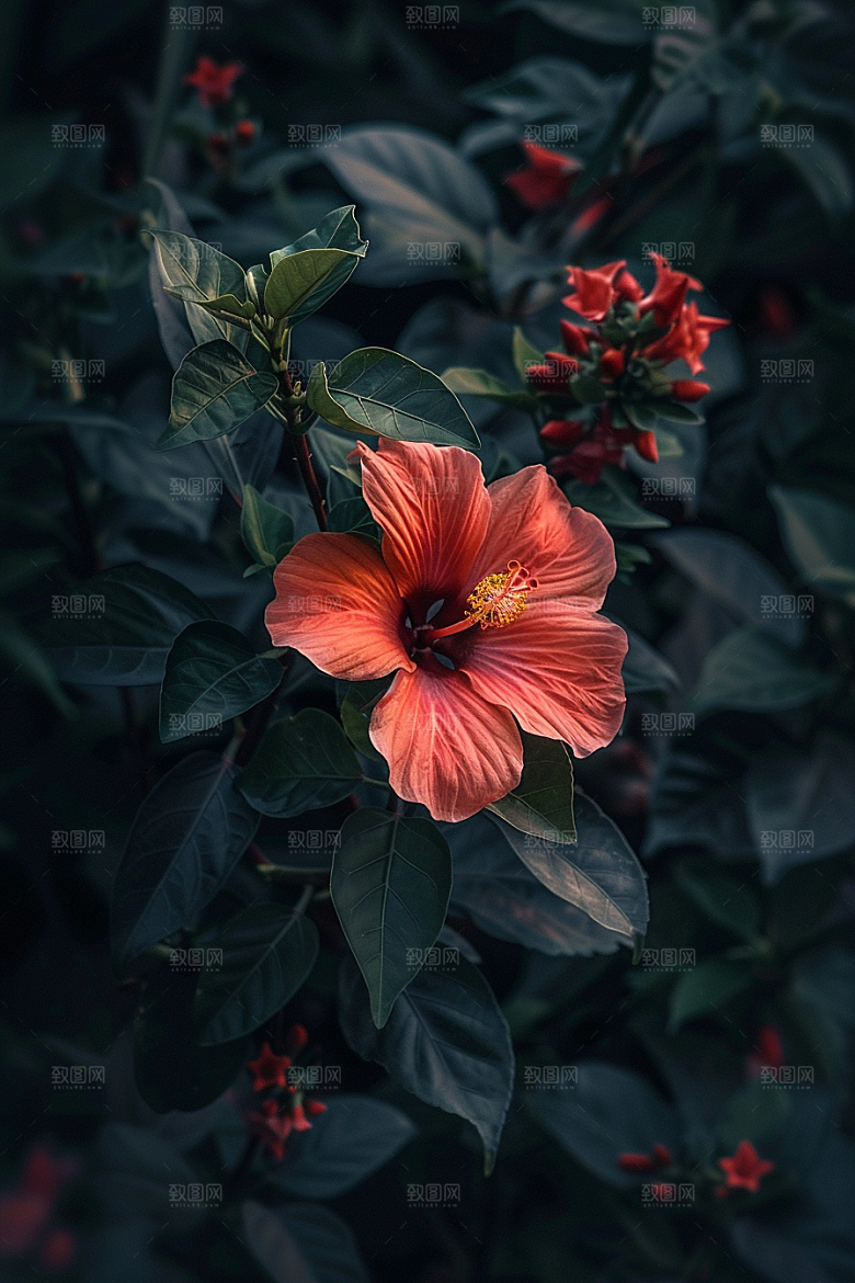 木槿花花卉清新摄影图
