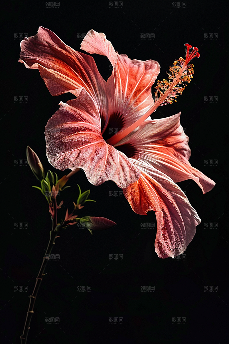 木槿花高清木棉摄影图