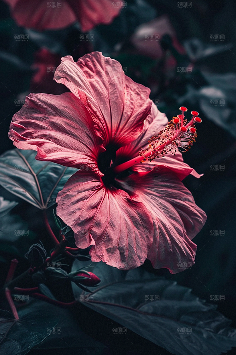 木槿花高清彩色摄影图