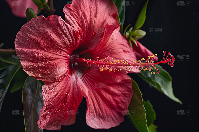 木槿花唯美夏天摄影图