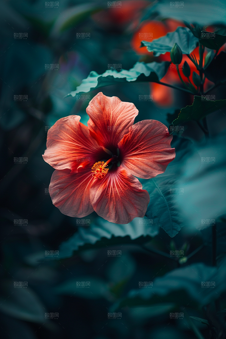 木槿花彩色高清摄影图