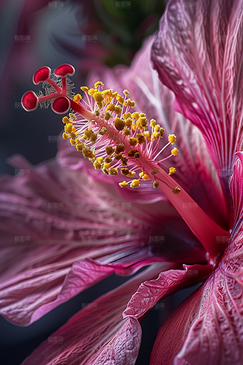 木槿花花朵花卉摄影图