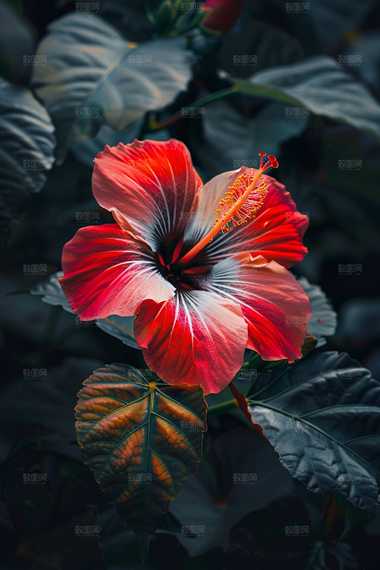 木槿花高清木棉摄影图