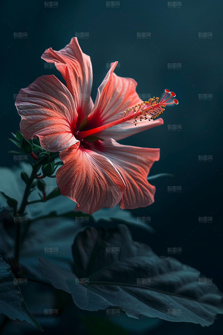 木槿花夏天木棉摄影图