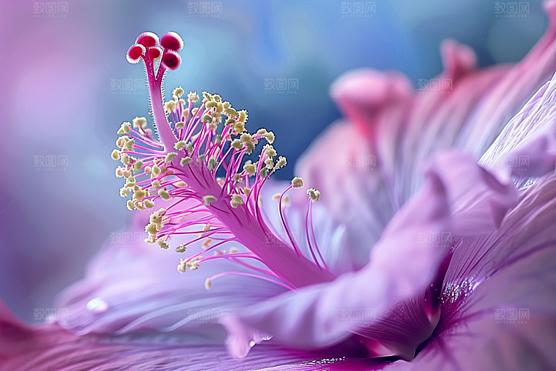 木槿花唯美花卉摄影图