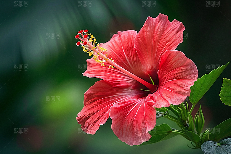 木槿花清新高清摄影图