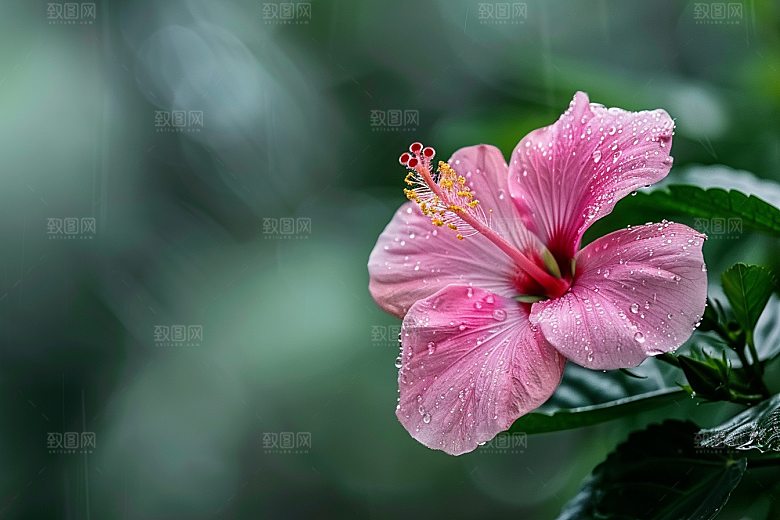 木槿花木棉唯美摄影图