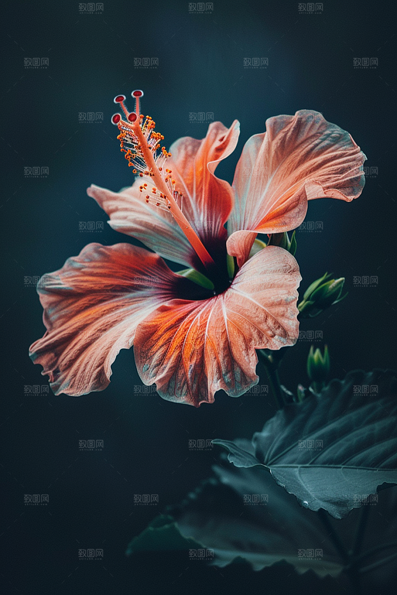 木槿花植物清新摄影图