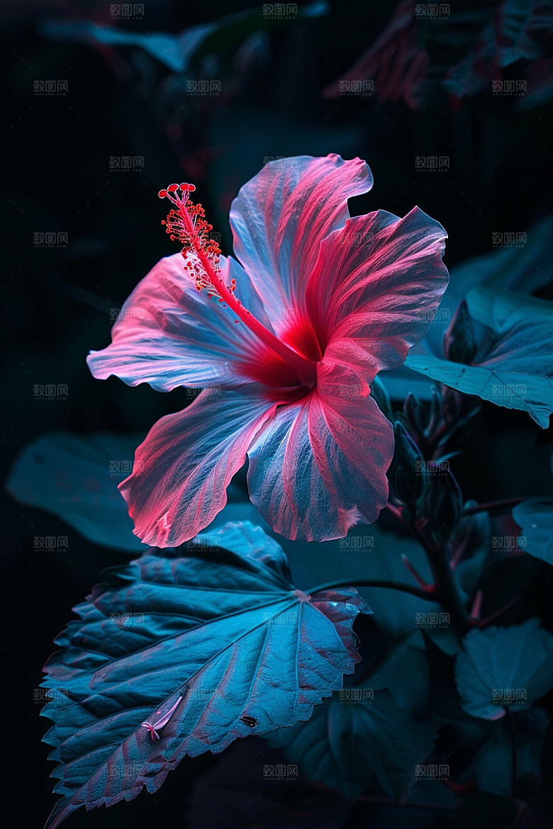 木槿花自然唯美摄影图