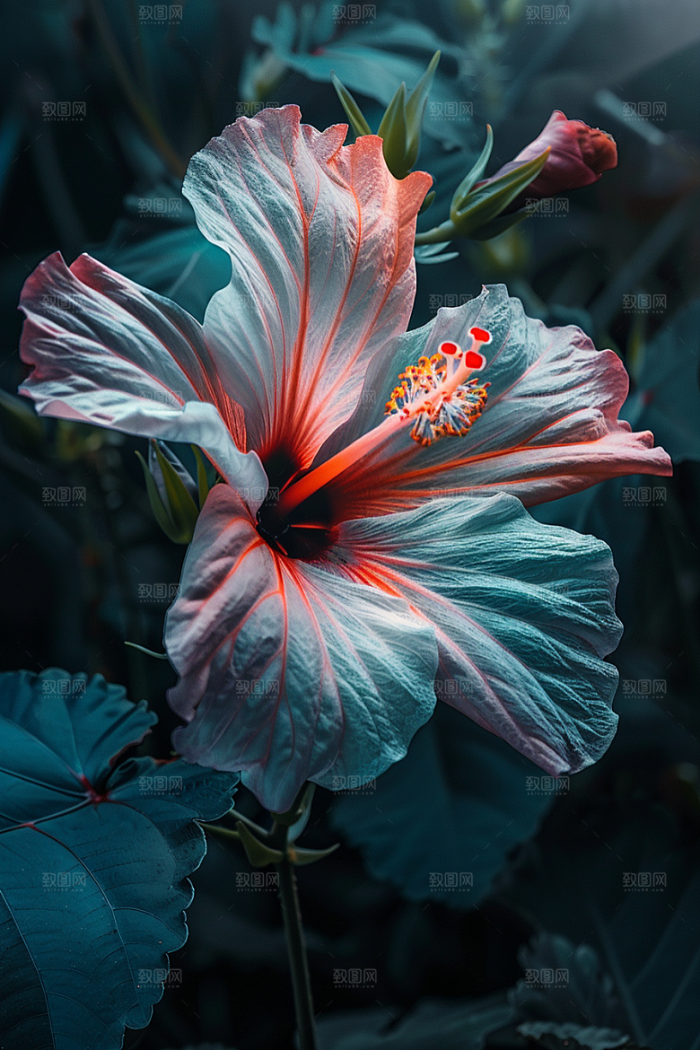 木槿花木棉夏季摄影图