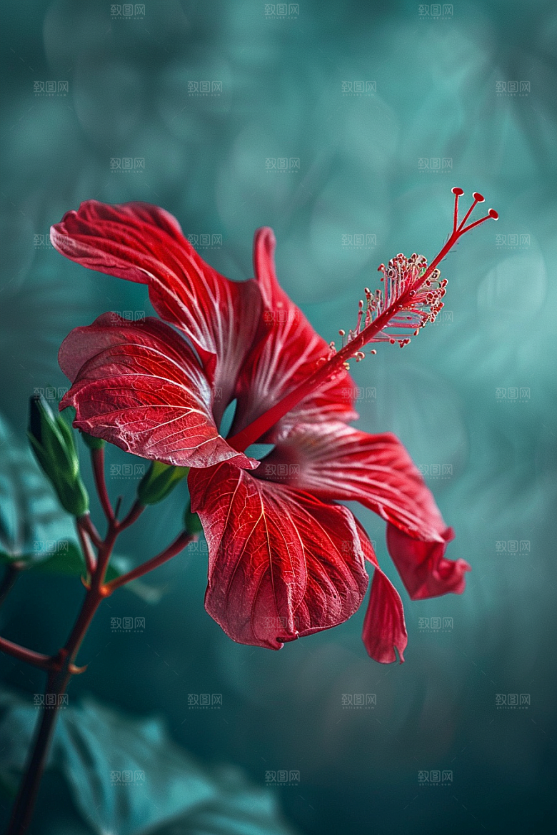木槿花花卉木棉摄影图