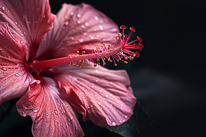 木槿花自然清新摄影图