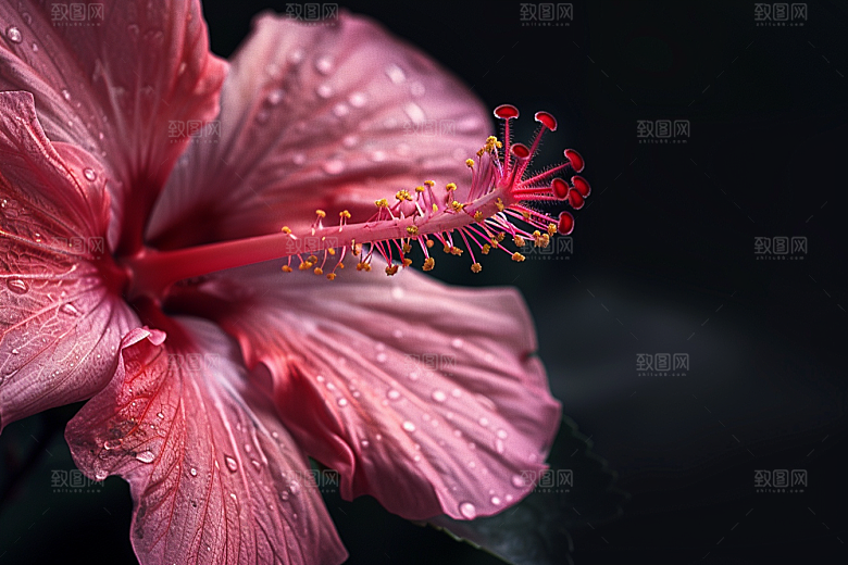 木槿花自然清新摄影图