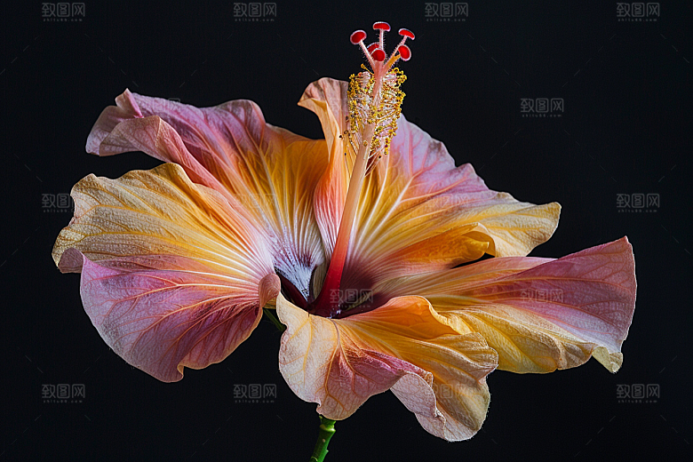 木槿花花卉彩色摄影图