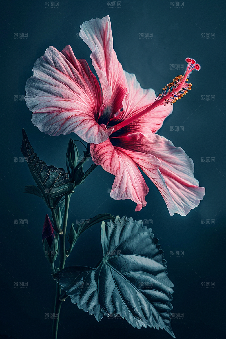 木槿花清新唯美摄影图