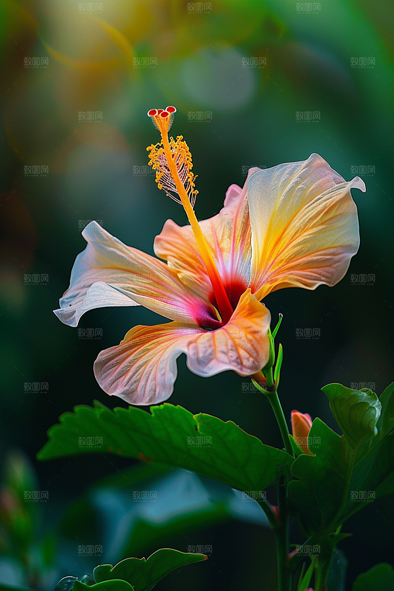 木槿花花卉木棉摄影图