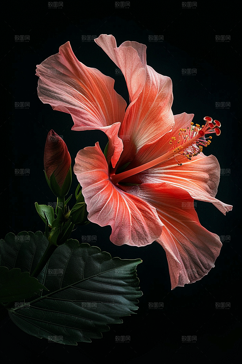 木槿花花朵唯美摄影图