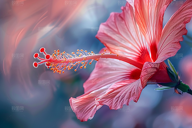 木槿花花卉唯美摄影图