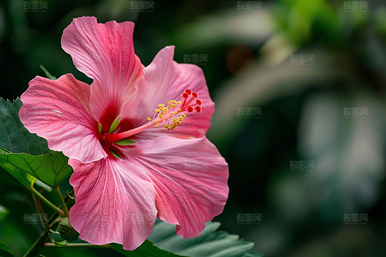 木槿花自然夏天摄影图