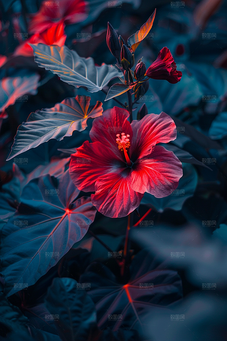 木槿花花朵木棉摄影图