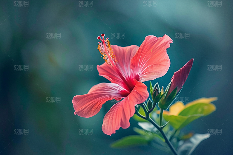 木槿花彩色清新摄影图