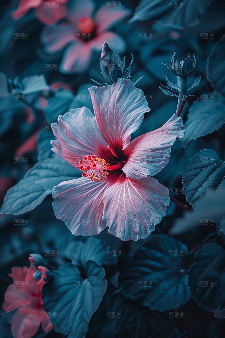 木槿花夏天高清摄影图