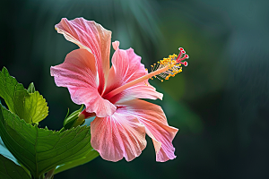 木槿花花卉木棉摄影图