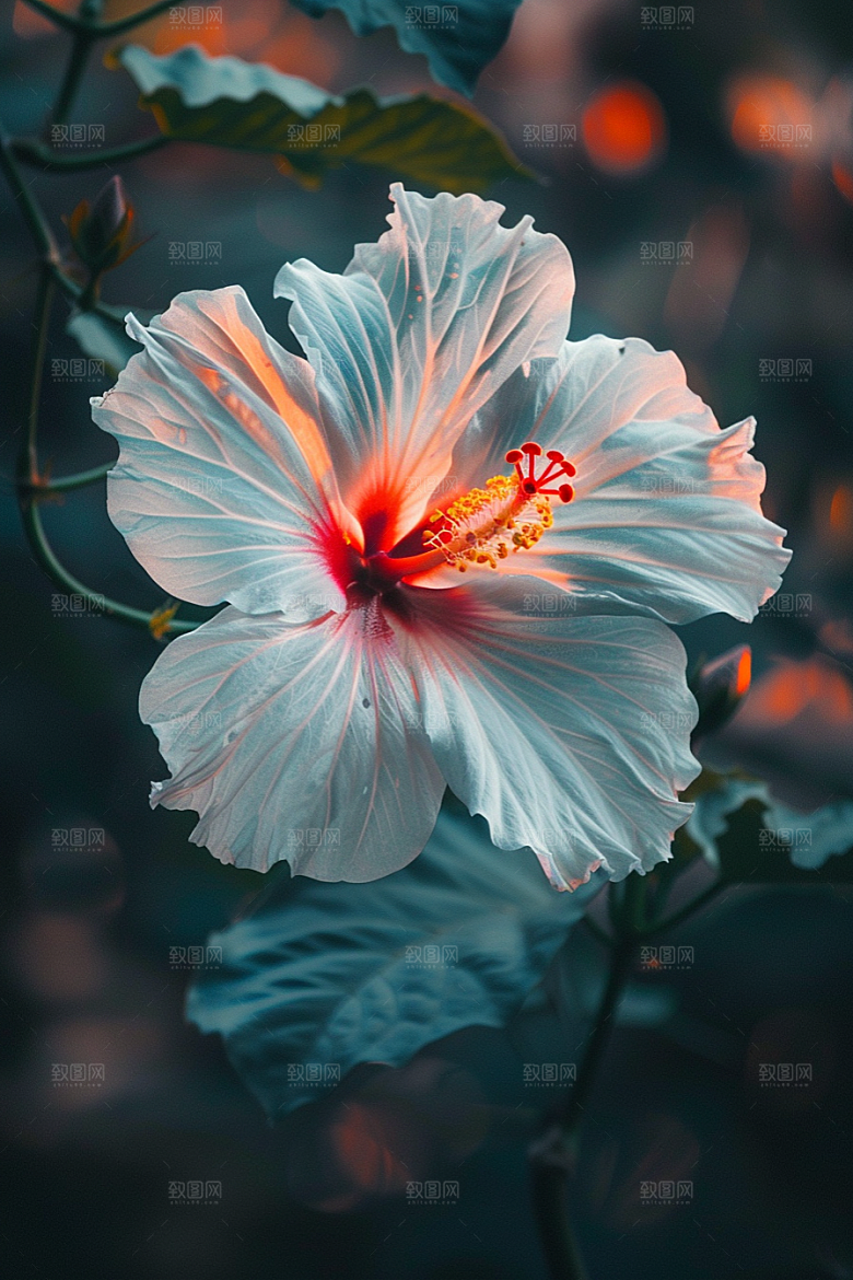 木槿花唯美清新摄影图