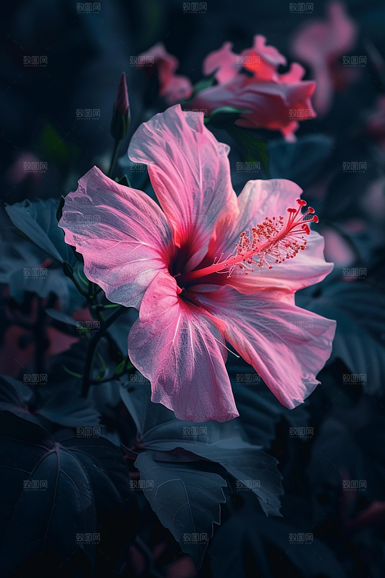 木槿花花朵清新摄影图