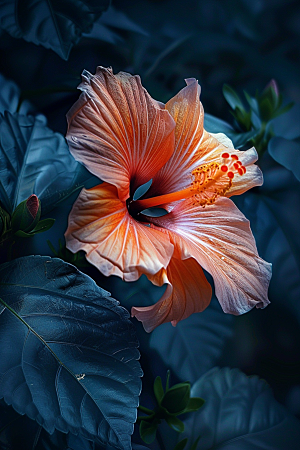 木槿花花卉花朵摄影图