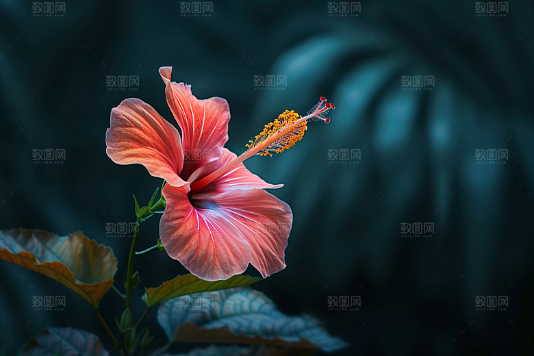 木槿花清新自然摄影图