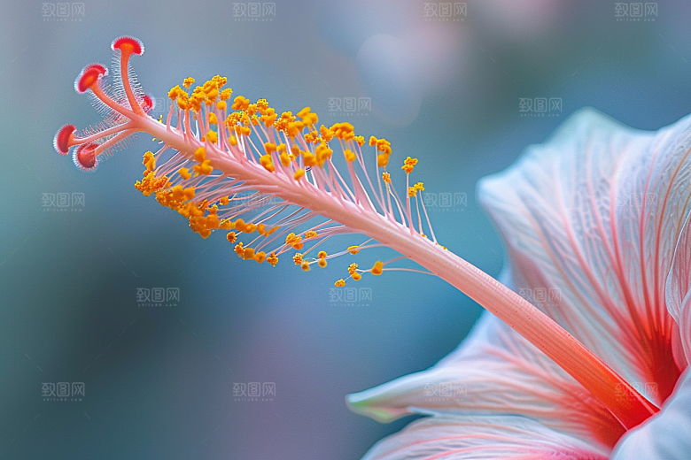 木槿花夏季彩色摄影图