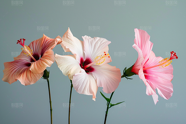 木槿花清新花朵摄影图