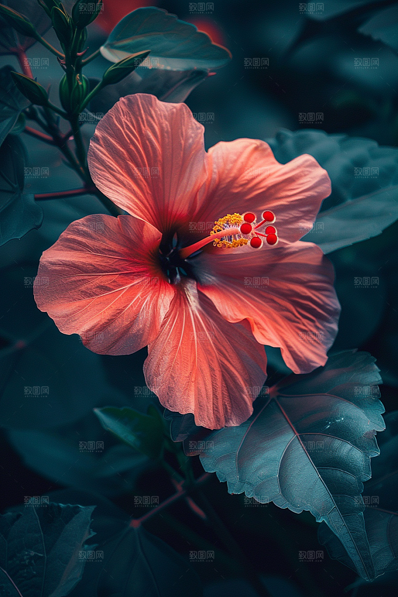 木槿花高清彩色摄影图