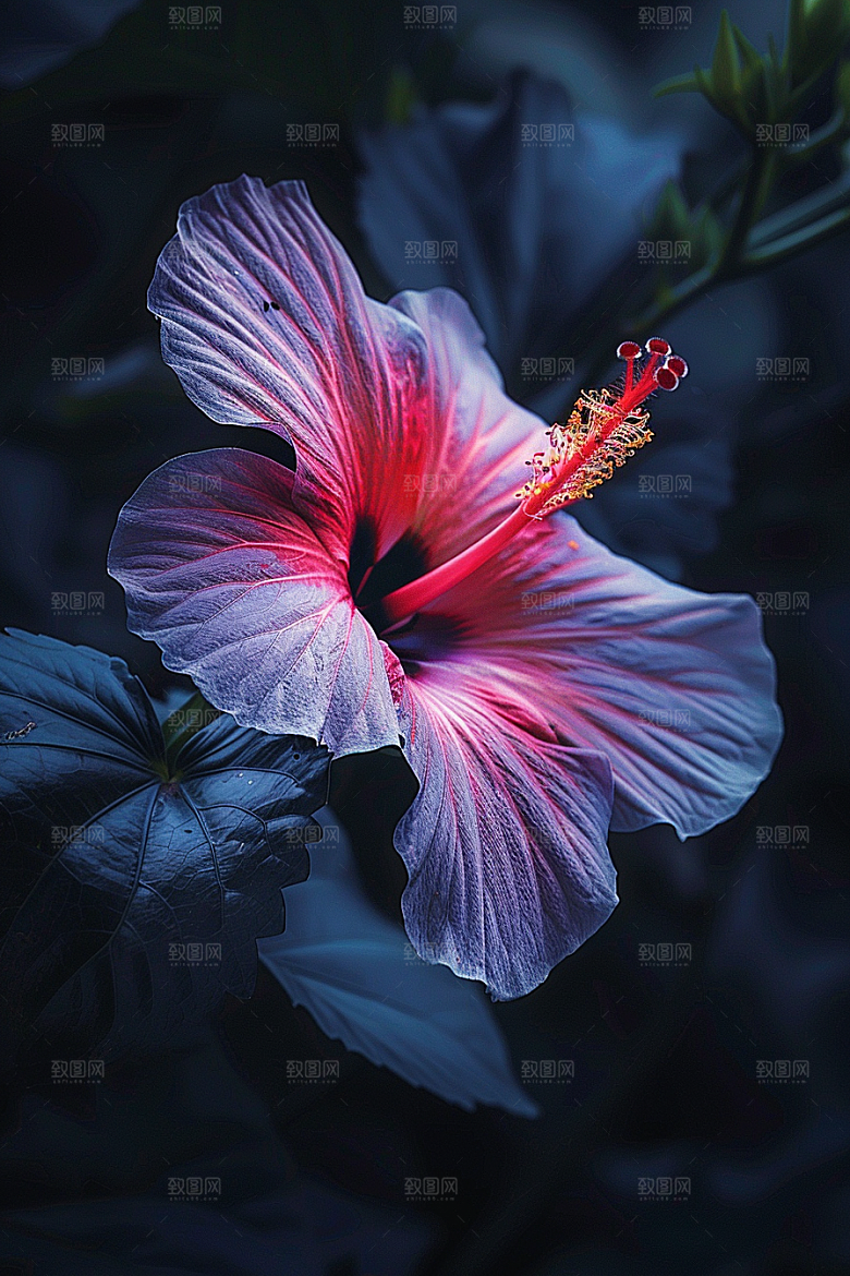 木槿花夏天高清摄影图