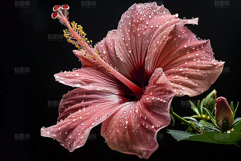 木槿花清新夏季摄影图