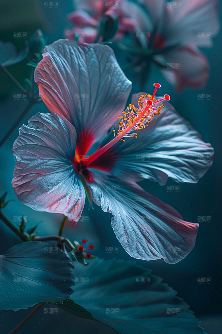 木槿花自然植物摄影图