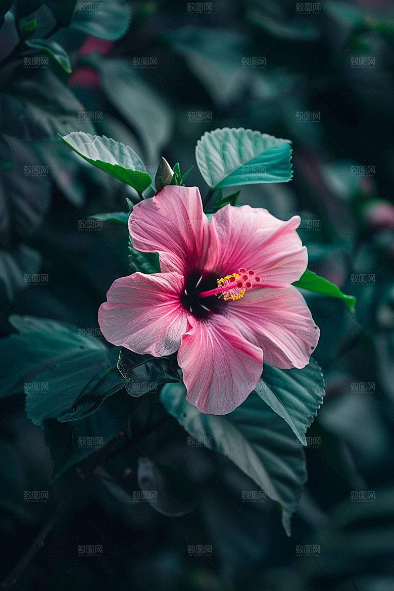 木槿花花卉高清摄影图