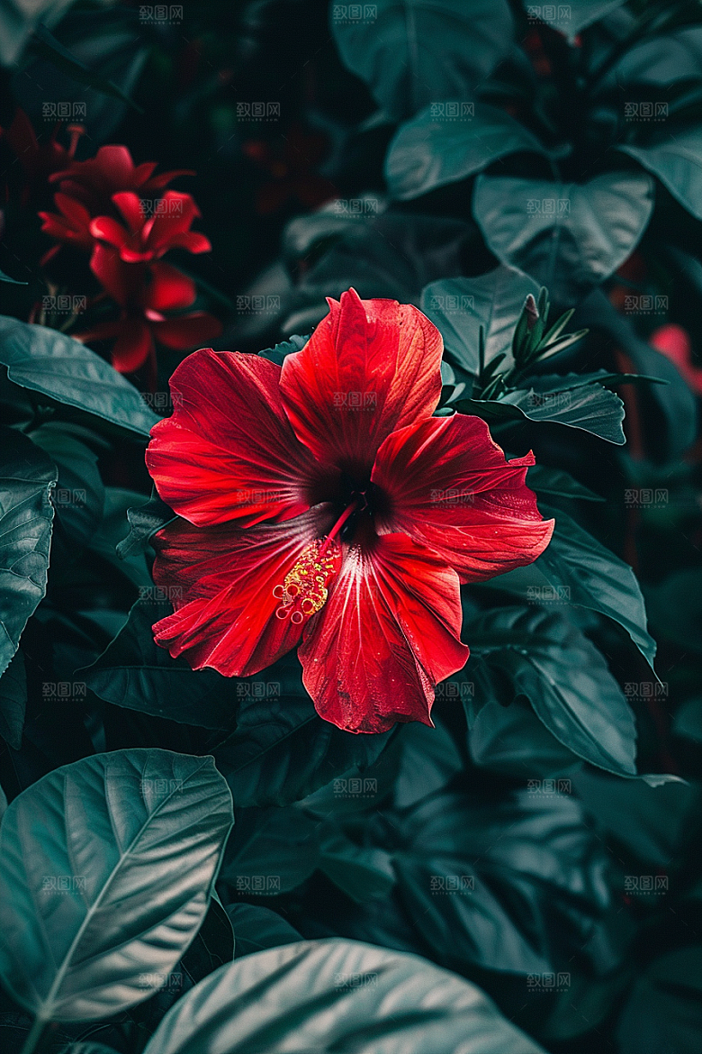 木槿花花卉唯美摄影图
