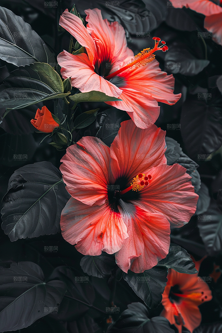木槿花花朵高清摄影图