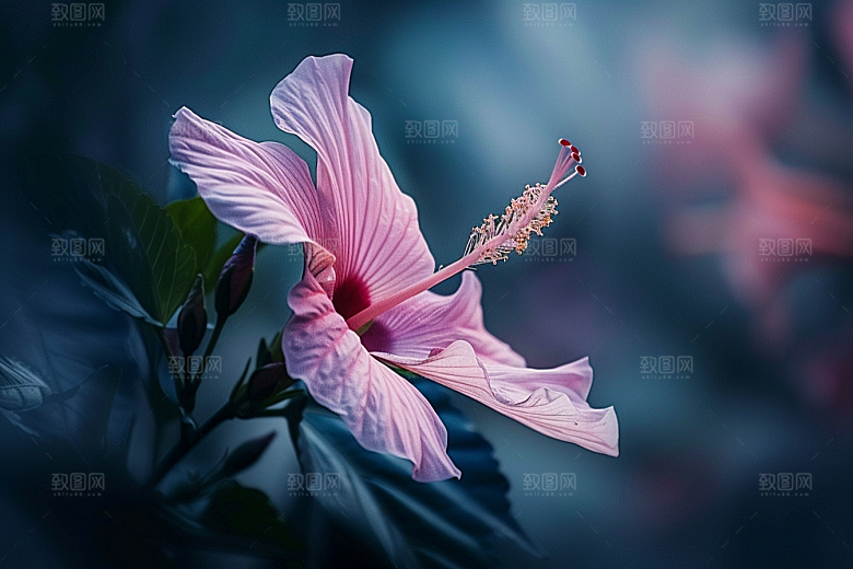 木槿花花卉自然摄影图