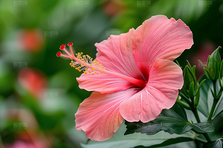 木槿花自然夏季摄影图